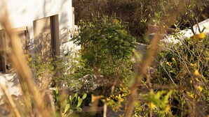 A courtyard with a white building, surrounded by various plants and trees. - Casa Selva, Troncones (Troncones)