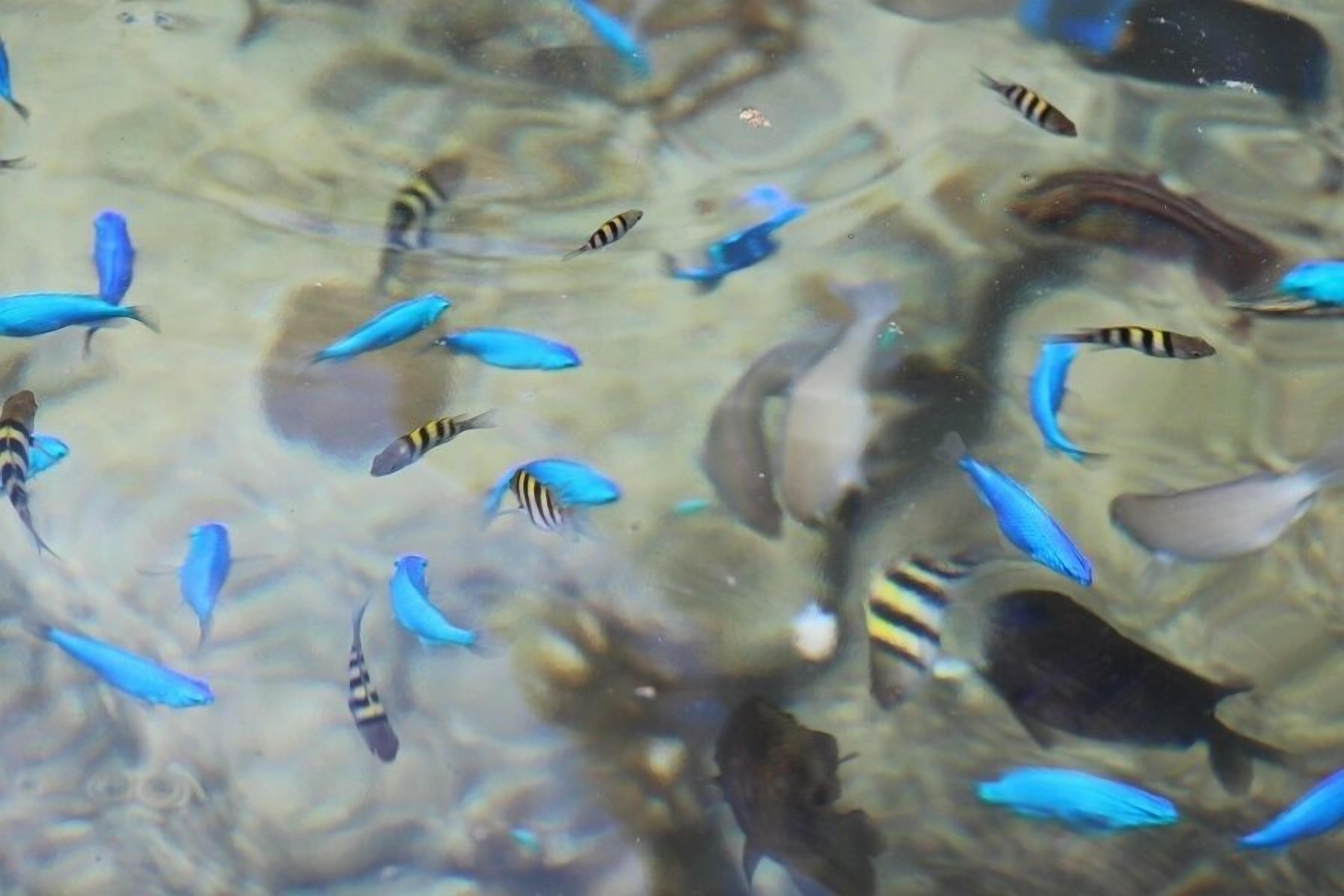 Diverse vissoorten in een natuurlijke wateromgeving.