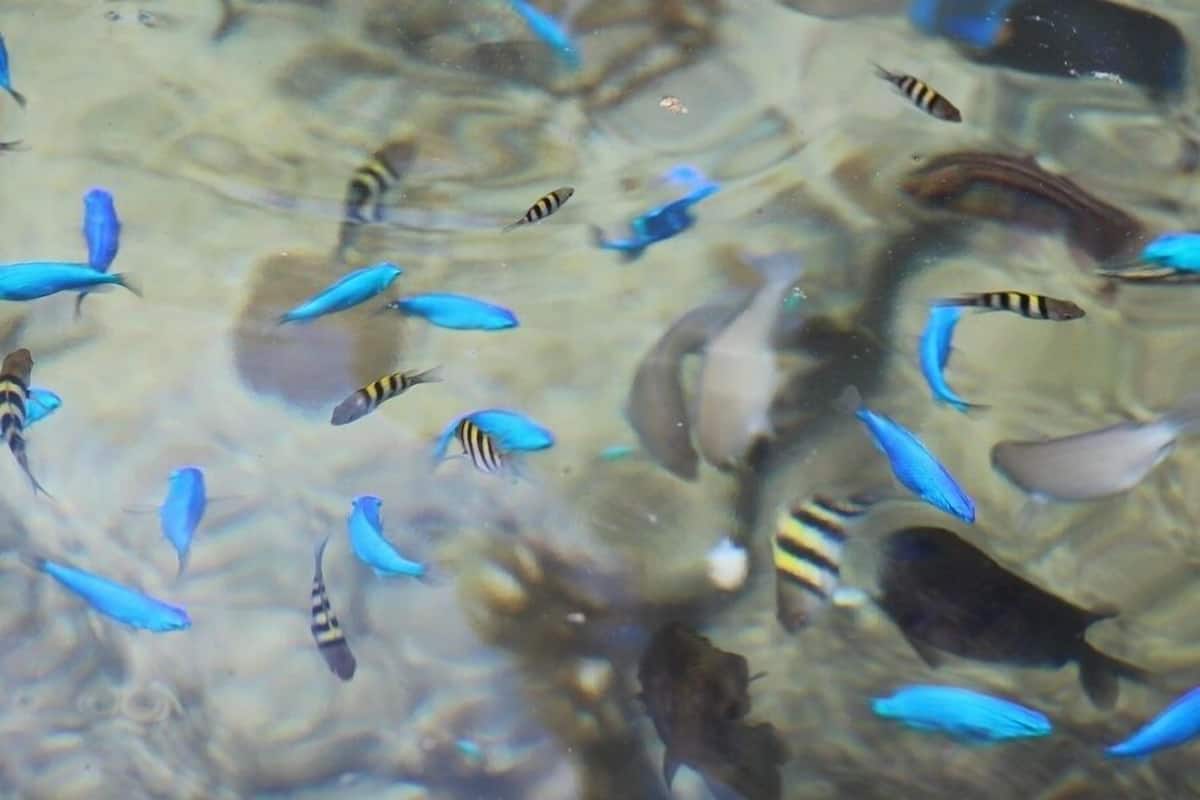 A variety of fish in a natural aquatic environment.
