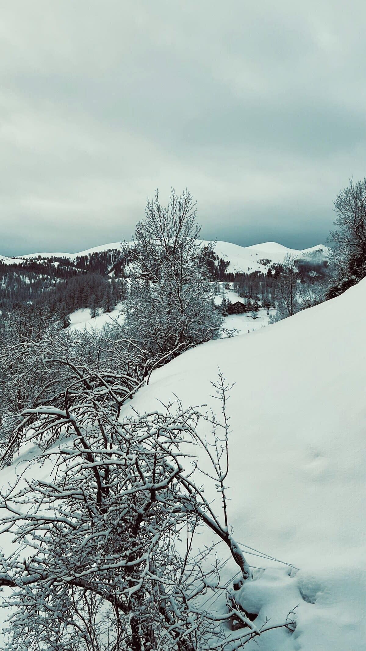 Schneebedeckte Landschaft mit kahlen Bäumen und einem Berg im Hintergrund.