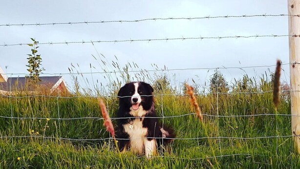 A dog behind a barbed wire fence in a grassy area. - Skálatjörn Homestay (Selfoss)