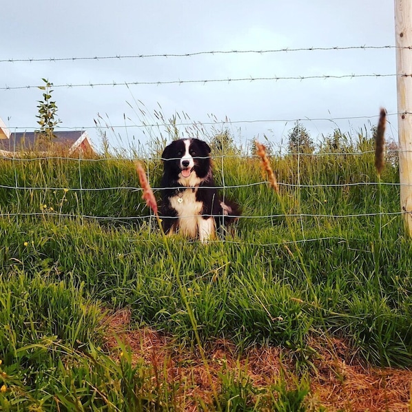 Property grounds - Skálatjörn Homestay (Selfoss)