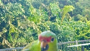 Ein Papagei sitzt auf einem Balkongeländer, im Hintergrund ist ein Pool zu sehen.