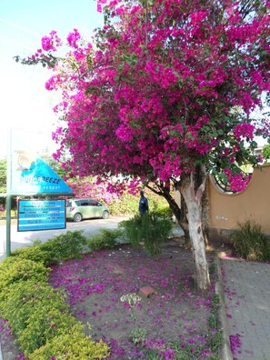 Property grounds - Pine Breeze Holiday Resort (Mombasa)