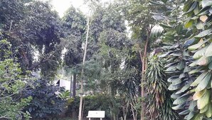 A garden with a bench and various trees.