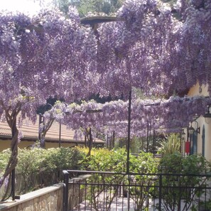 Ein Garten mit violetten Wisteria-Ranken, einer Steinmauer und einem Gebäude mit einem Ziegeldach.