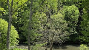 A natural landscape with a river, trees, and a grassy area with rocks. - cozy one-bed, one-bath cabin in Galeton, PA. Pine Creek within walking distance (Galeton)
