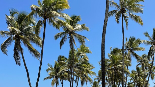 Une plage bordée de palmiers, sous un ciel bleu et dégagé.