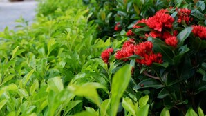 A garden pathway with lush green foliage and red flowers, leading to a traditional wooden gazebo. - Ahaveda Resort (Phu Quoc)