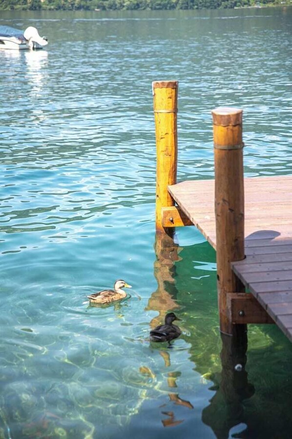 Une jetée en bois s’étendant dans une eau claire, avec des canards nageant à proximité.