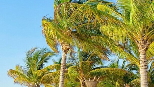 A beach with palm trees and thatched umbrellas, white lounge chairs, and a clear blue sky. - Relax in Style at Luxury Beachfront Escape at Villa Del Palmer
5-Star Oceanfront (Cancún)