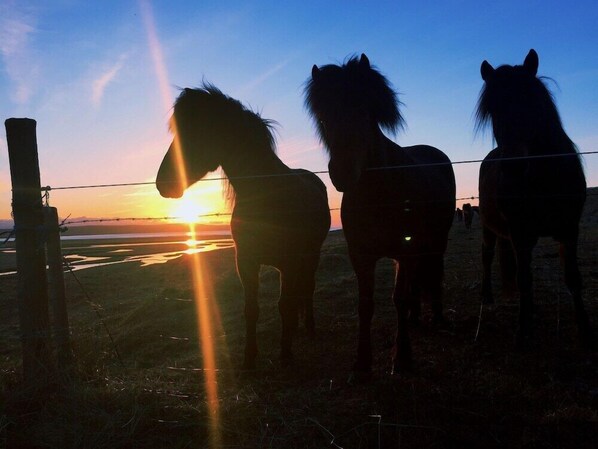 Three horses standing in a field with a sunset in the background. - North West Hotel & Restaurant (Hvammstangi)
