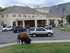 Property grounds - Mammoth Hot Springs (Yellowstone National Park)