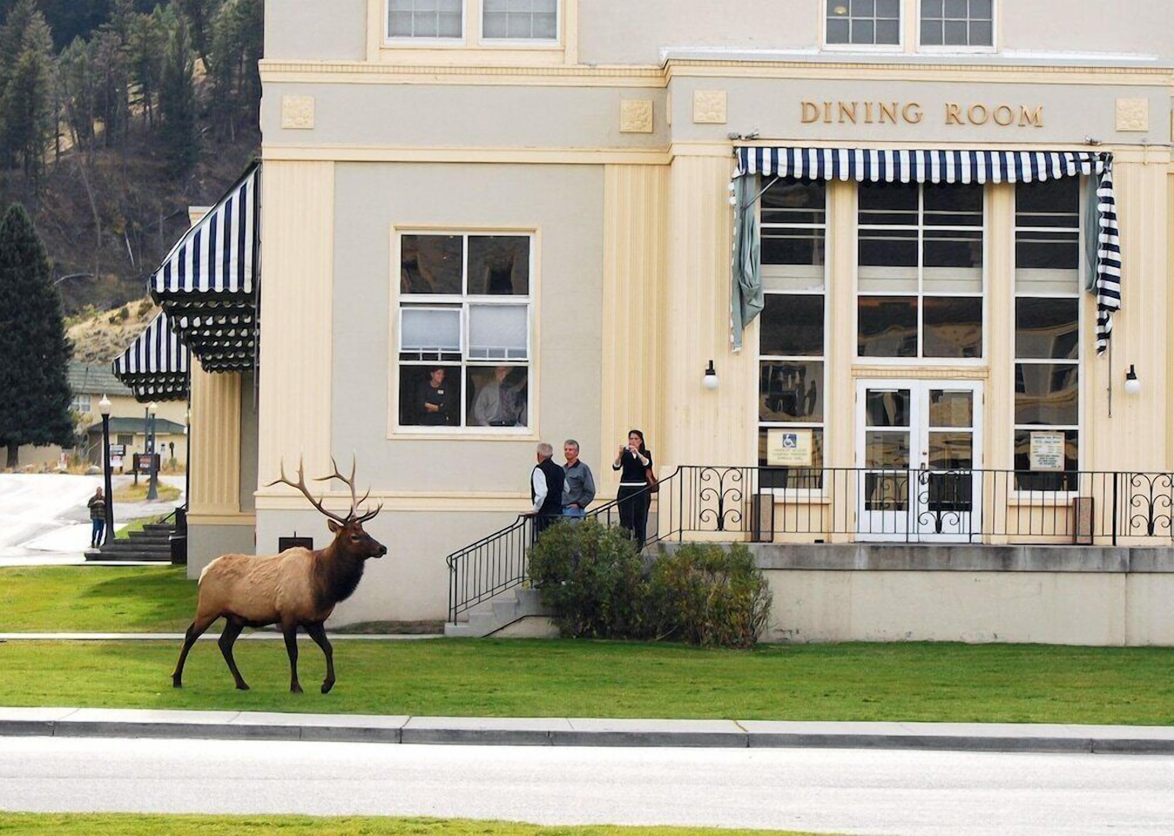 A building with a sign reading "DINING ROOM" and a large elk statue in front.