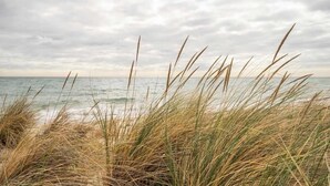 A beach with tall grasses in the foreground and a cloudy sky.