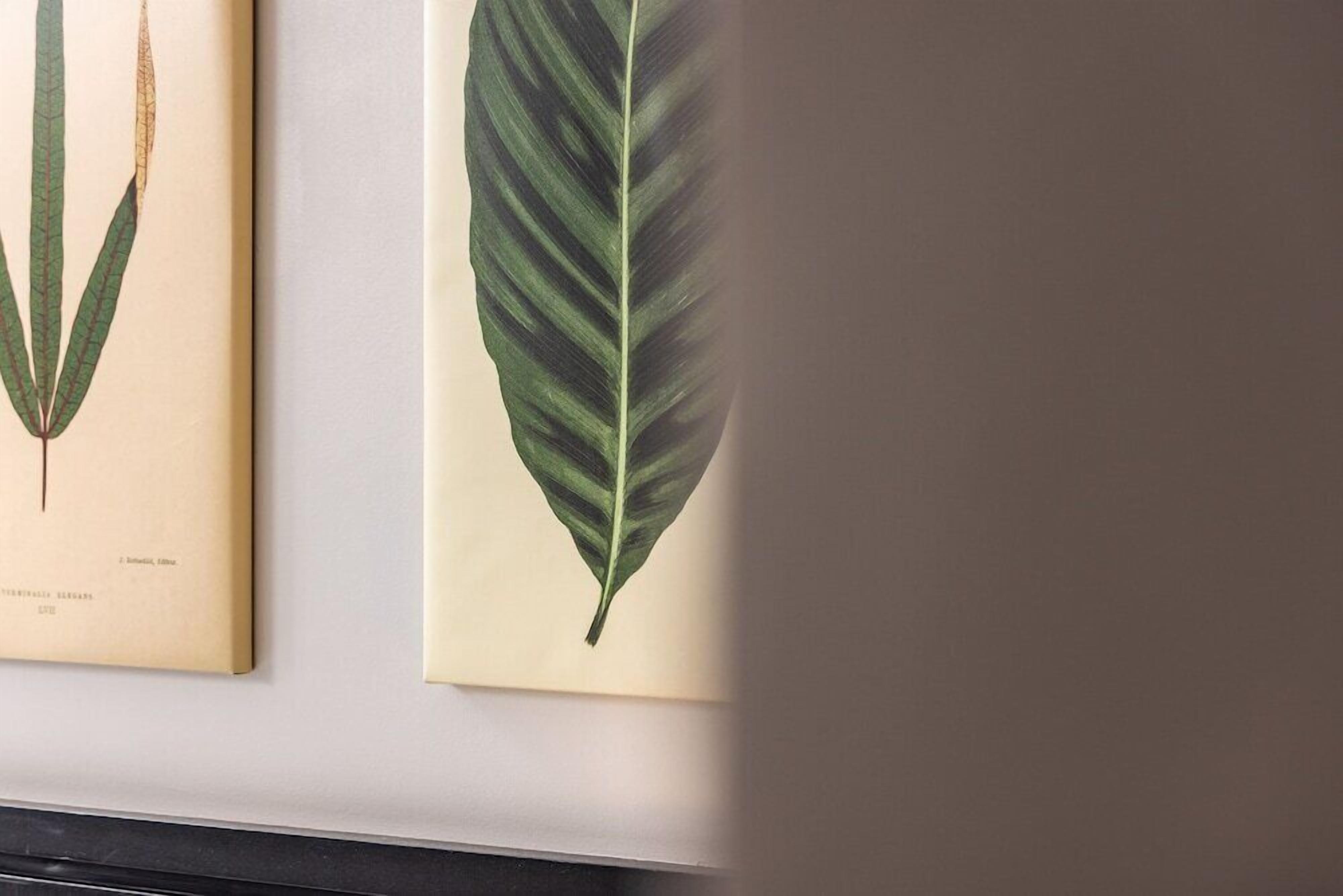 Due illustrazioni botaniche appese a una parete.