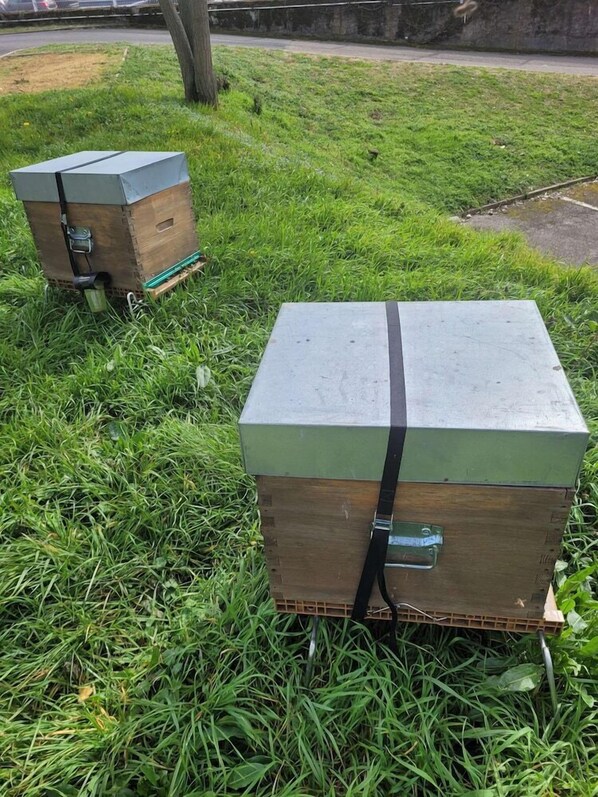 Zwei hölzerne Bienenbecken mit Metallbändern auf Gras platziert.