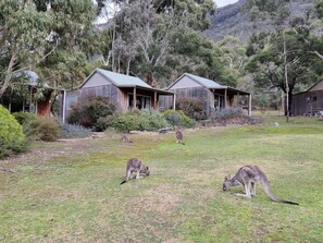 Property grounds - D'altons Resort (Halls Gap)