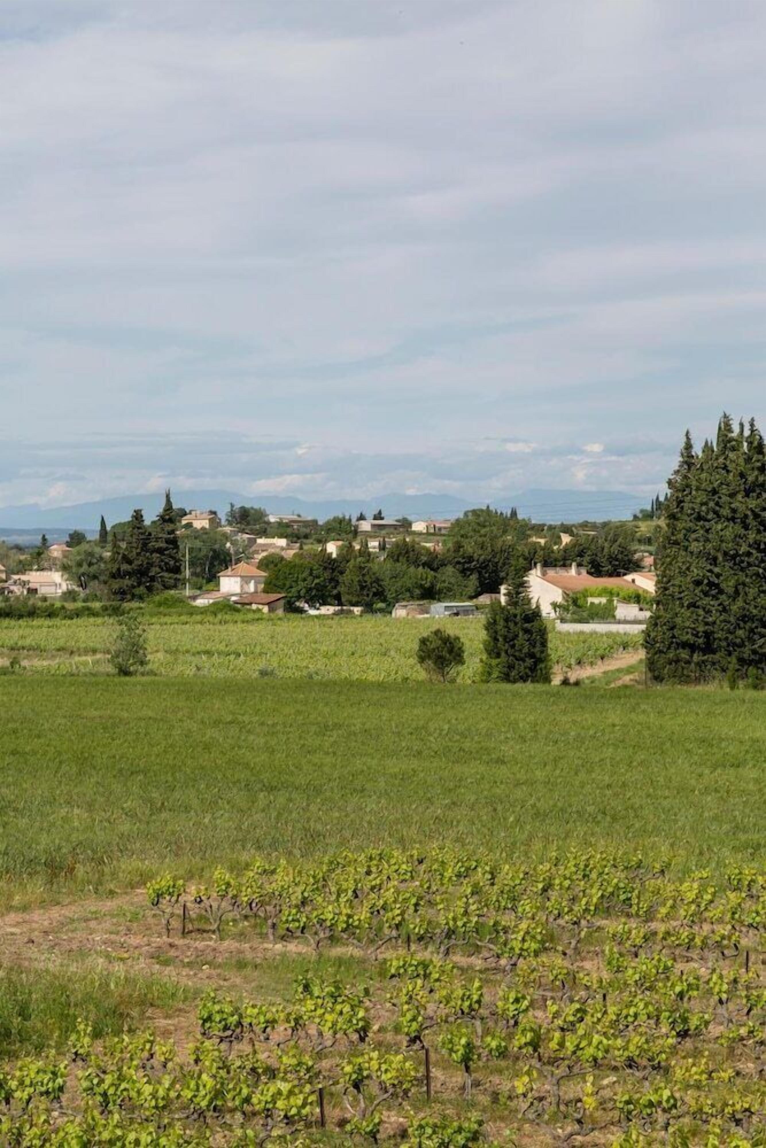 A vineyard with rows of grapevines and a town in the background.