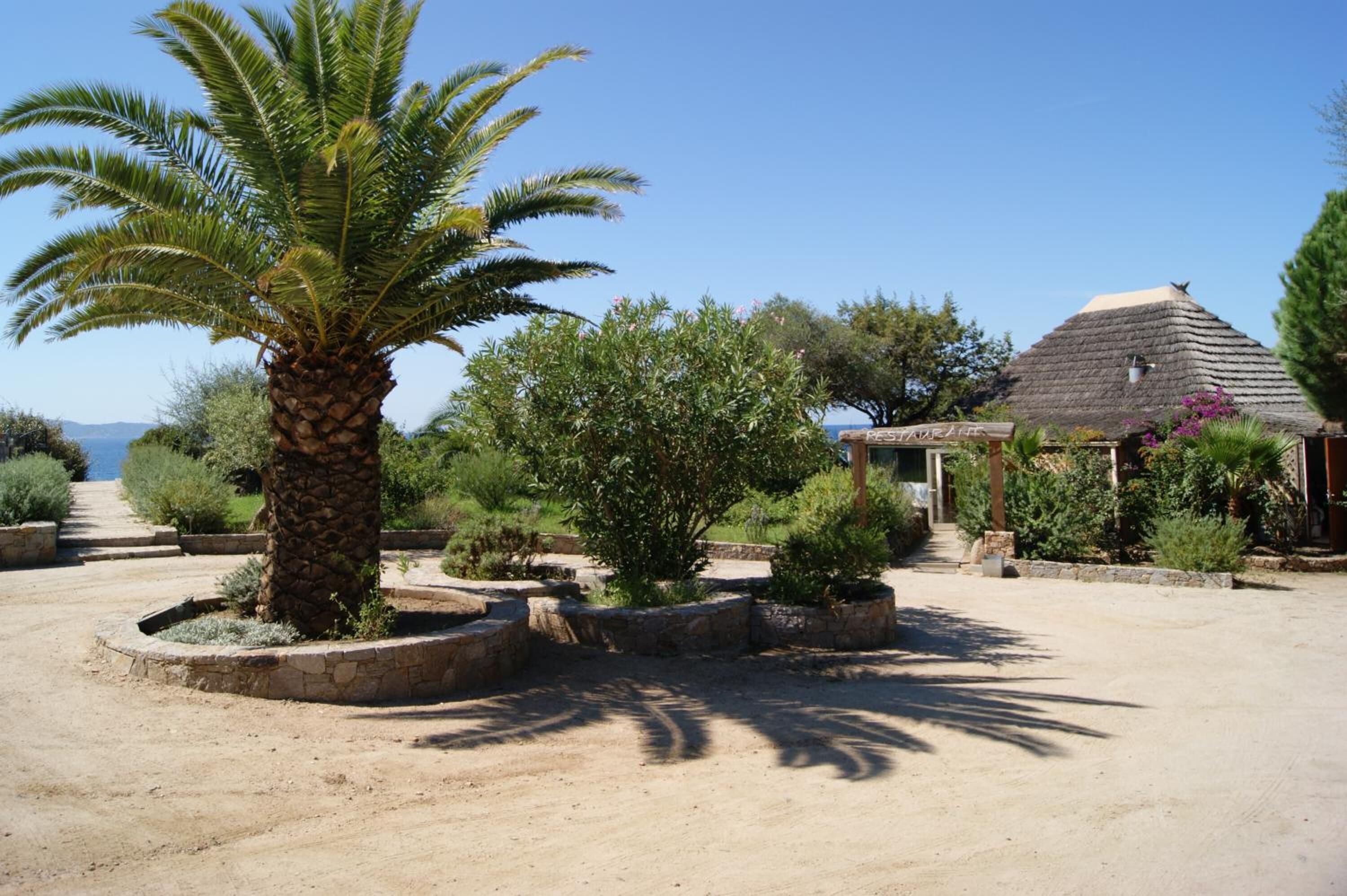 A courtyard with a palm tree, a thatched-roof building, and various shrubs.
