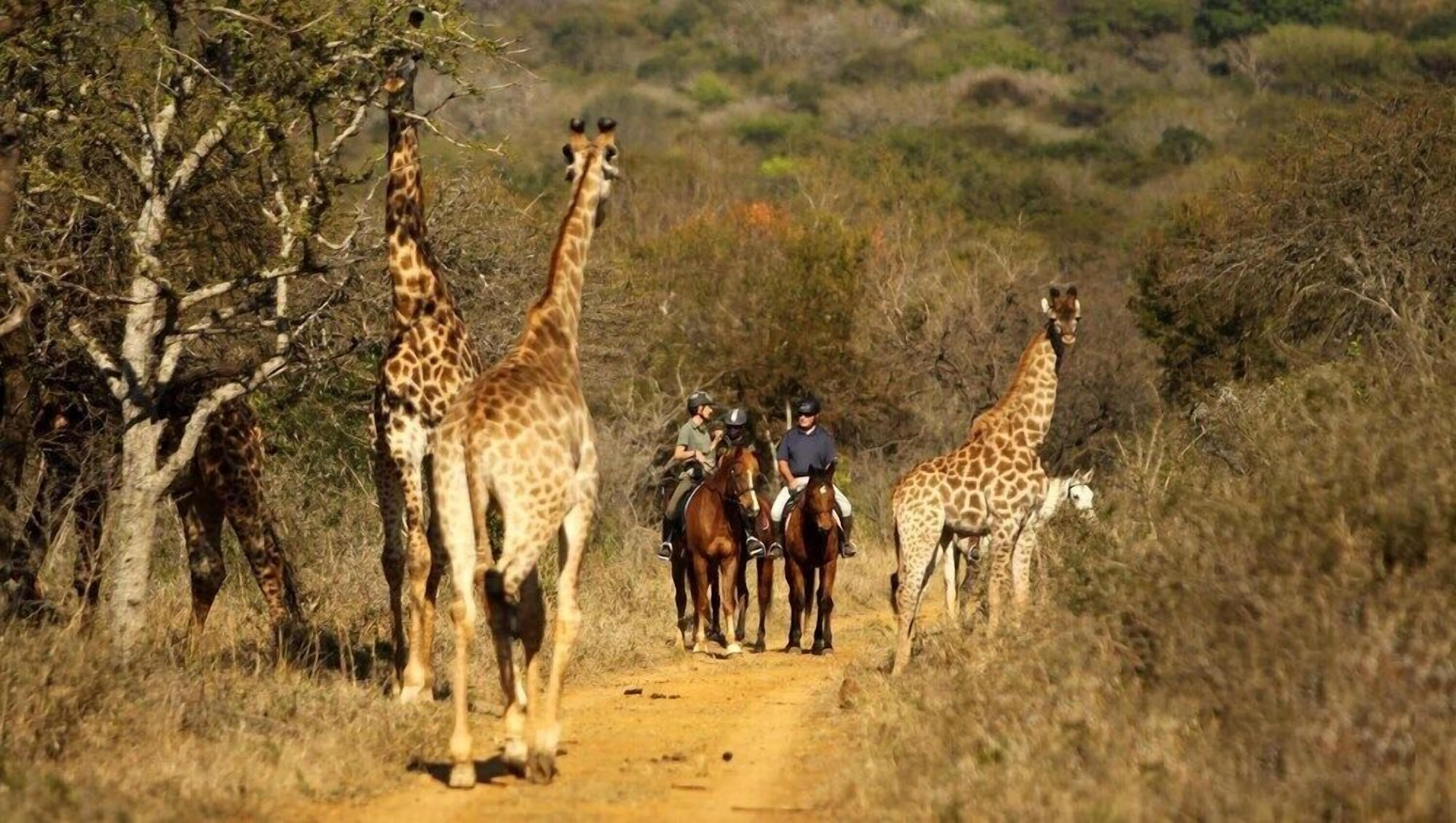 A dirt path with giraffes and people on horseback.
