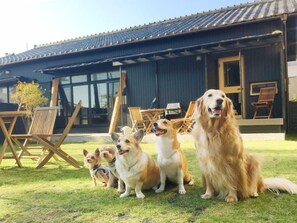 Eine Gruppe von Hunden sitzt auf einer Rasenfläche vor einem Gebäude mit einem Ziegeldach und großen Fenstern.