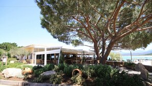 Un restaurant situé sur la côte, avec une terrasse, un grand arbre et une vue sur la mer.