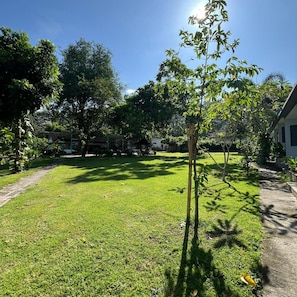 Un área verde bien cuidada con un árbol pequeño, un sendero pavimentado y un edificio al fondo.