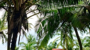 Una playa con palmeras y una pequeña construcción de techo rojo.