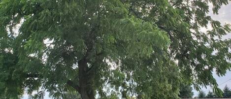 A large tree in a grassy area with a swing set and a building in the background.