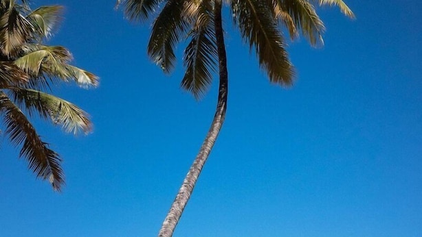 A beach scene with a bicycle leaning against a palm tree, a clear blue sky, and calm sea. - Hotel Ciribai Maceio (Maceió)