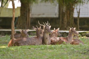 A group of deer resting in a grassy area with trees and a fence in the background. - Ommaya Hotel and Resort (Baki)