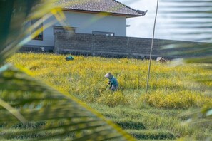 Property grounds - Umadhatu Village & Outbound Resort (Selemadeg)