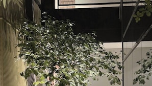 A potted tree in a modern indoor setting with a glass partition and a wooden panel wall. - Fulmar Pasteur (Bandung)