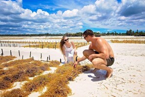 Beach - The Island Pongwe Lodge (Pongwe)