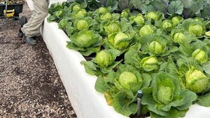 A person tending to a garden bed with leafy greens, surrounded by white raised beds and a cloudy sky. - Barrington's (Plettenberg Bay)