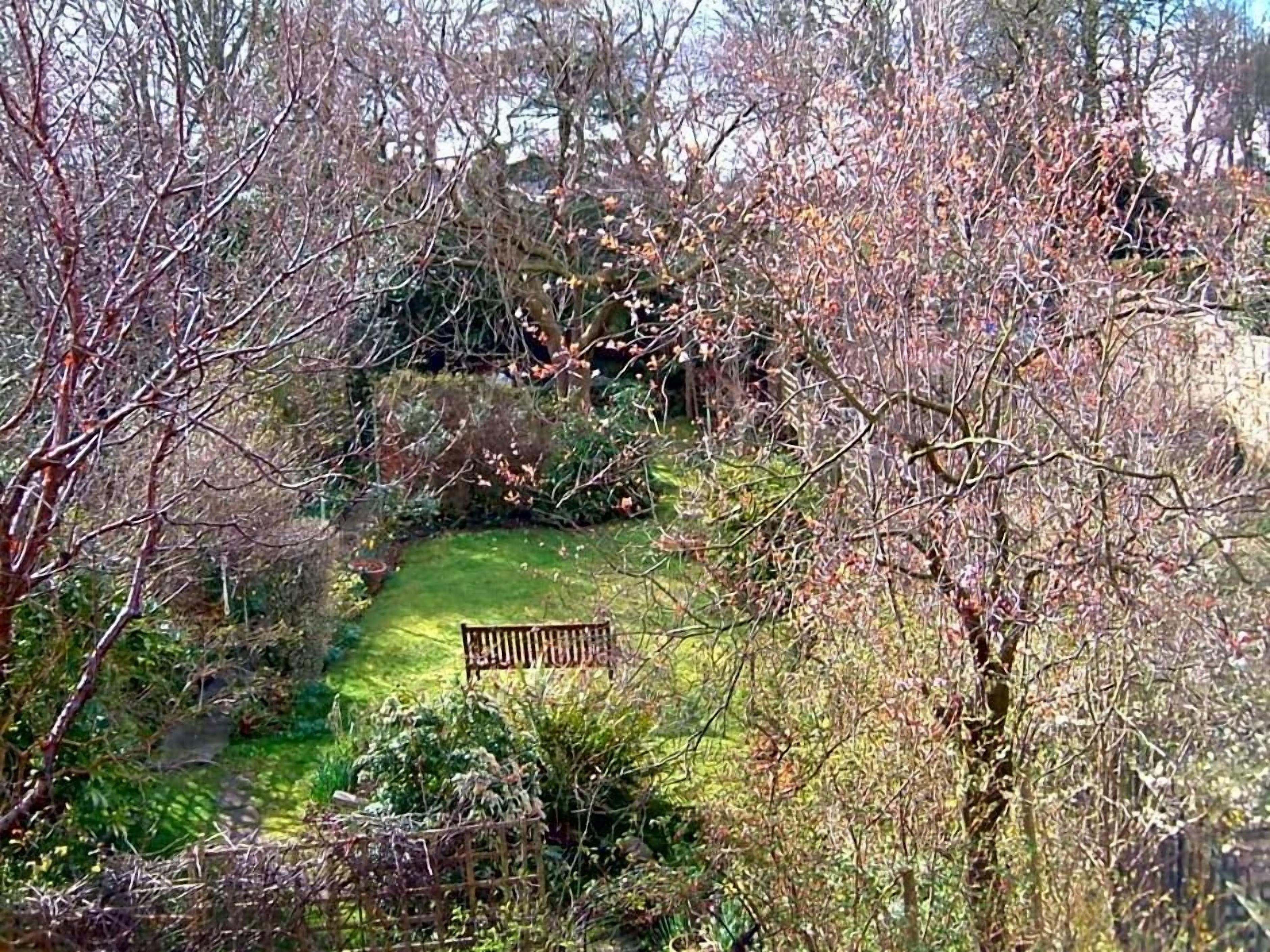 A garden with a bench, surrounded by trees and shrubs.