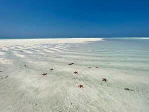 Ein Strand mit klarem, seichten Wasser und Meeressternen im Sand.
