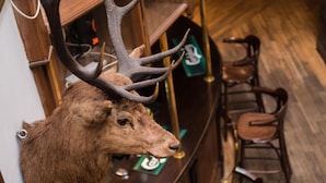 A bar area with a mounted deer head on the wall, wooden chairs, and a polished wooden bar counter. - Palace Hotel (Peterhead)