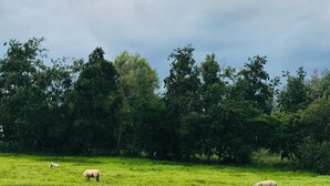 A grassy field with sheep grazing. - De Dames Van De Jonge Hotel Restaurant (Giethoorn)