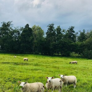 A grassy field with sheep grazing. - De Dames Van De Jonge Hotel (Giethoorn)