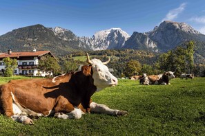 A rural landscape with cows grazing, a mountain in the background, and a building with a red roof. - Vacation apartment Watzmann, 2 persons, balcony, quiet location, 45 sqm (Schönau am Königssee)