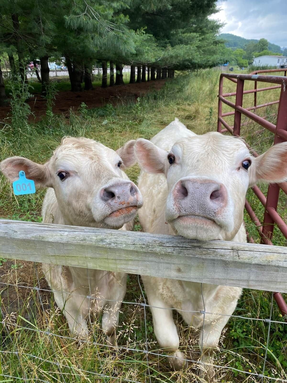 Dos vacas detrás de una cerca de madera con una reja de metal.