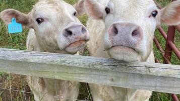 Dos vacas detrás de una cerca de madera con una reja de metal.