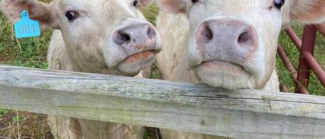 Two cows behind a wooden fence with a metal gate.