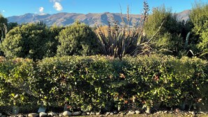 Un giardino con diverse piante e una recinzione in rete metallica.
