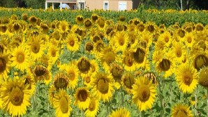 A field of sunflowers with a house in the background. - Blue Hills Residence with Scenic Views (Sampzon)
