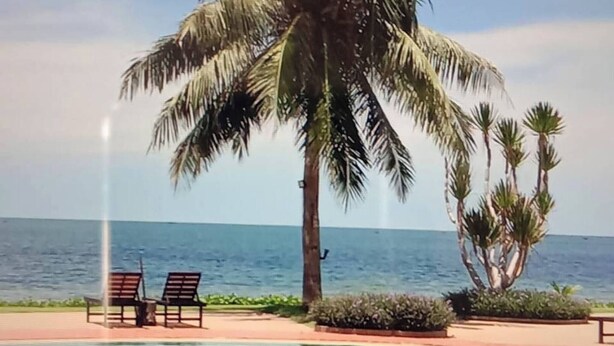 A pool area with a palm tree and lounge chairs.