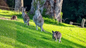 Une zone herbeuse avec des kangourous et un arbre.