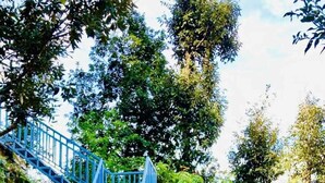 A staircase leading up to a building surrounded by greenery and yellow flowers. - Tatsaaraa Kavan (Ramgarh)